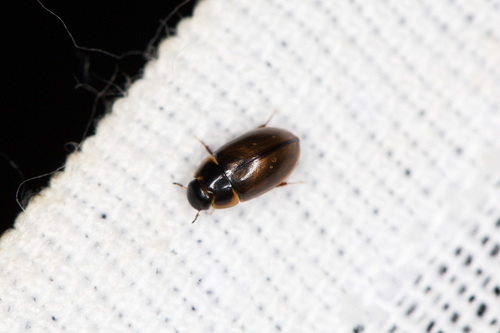 Enochrus affinis