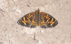 Phyciodes batesii