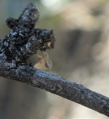 Scolopsella reticulata