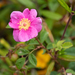 California Wild Rose - Photo no rights reserved, uploaded by Kyle Nessen
