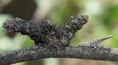 Scolopsella reticulata