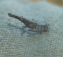 Scolopsella reticulata