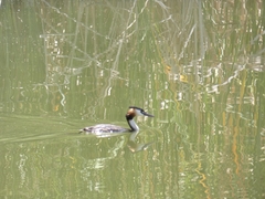 Podiceps cristatus