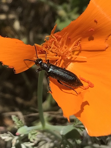 Red-eared Blister Beetle