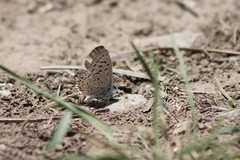 Icaricia lupini texanus