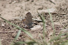 Icaricia lupini texanus
