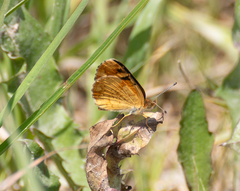 Phyciodes batesii