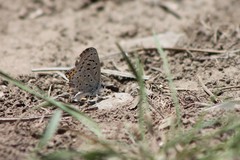Icaricia lupini texanus