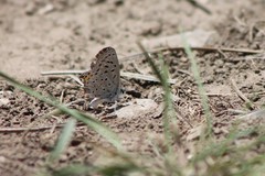 Icaricia lupini texanus