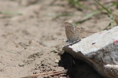 Icaricia lupini texanus