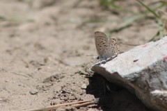 Icaricia lupini texanus