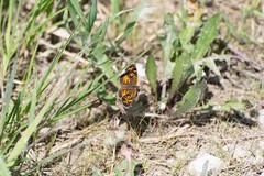 Phyciodes batesii
