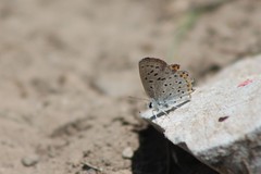 Icaricia lupini texanus