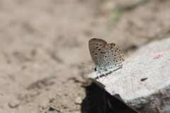 Icaricia lupini texanus