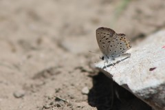 Icaricia lupini texanus