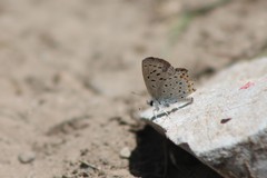 Icaricia lupini texanus