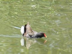 Gallinula chloropus