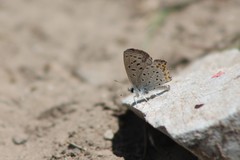 Icaricia lupini texanus