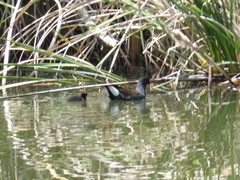 Gallinula chloropus