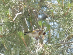 Carduelis carduelis