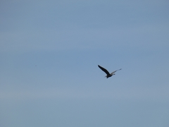 Ardea purpurea