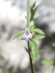 Hedeoma oblongifolia