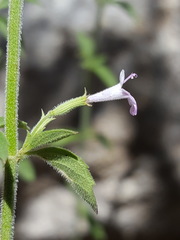 Hedeoma oblongifolia