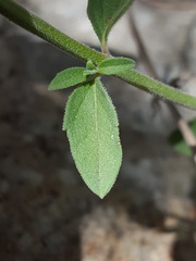 Hedeoma oblongifolia
