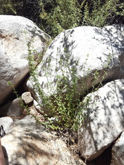 Hedeoma oblongifolia