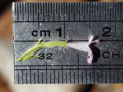 Hedeoma oblongifolia