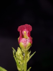Scrophularia laevis