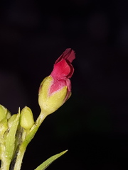 Scrophularia laevis