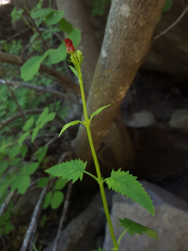 Organ Mountain figwort (Scrophularia laevis)
