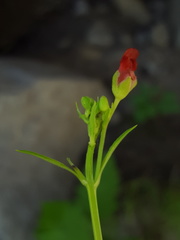 Scrophularia laevis