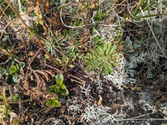 Androsace albana, photograph (c) Yuri Sofronov, some rights reserved (CC BY)