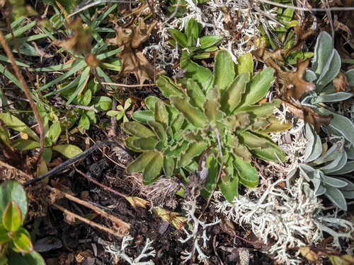 Androsace albana