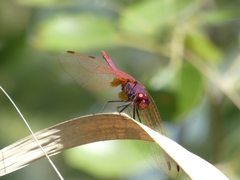 Trithemis annulata