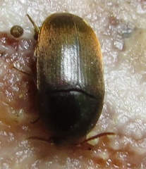 Eustrophus tomentosus