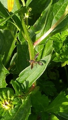 Physocephala sagittaria