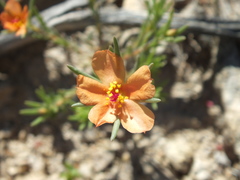 Portulaca suffrutescens