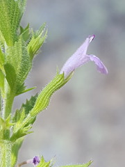 Hedeoma dentata