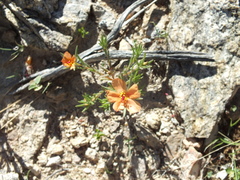 Portulaca suffrutescens