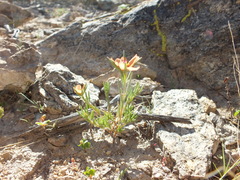 Portulaca suffrutescens