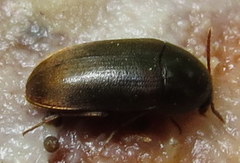 Eustrophus tomentosus