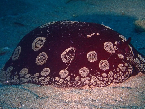 Pleurobranchus weberi