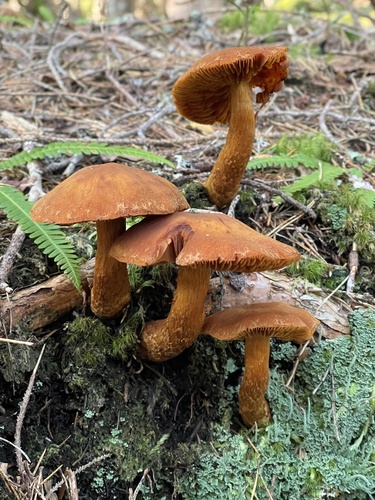 Cortinarius rubellus — (c) wkee4ager, some rights reserved (CC BY)