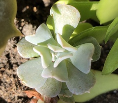 Echeveria runyonii