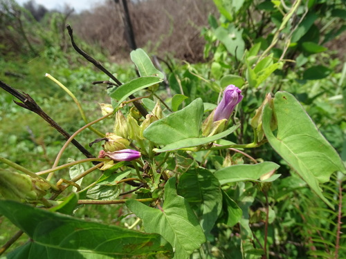 Image of Ipomoea fimbriosepala by (c) Alexis López Hernández, some rights reserved (CC BY)