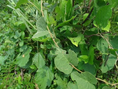 Image of Ipomoea fimbriosepala by (c) Alexis López Hernández, some rights reserved (CC BY)