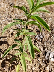 Monarda humilis